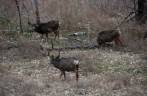 Grupo de elks pasta tranquilamente no Zion National Park, em Utah, nos Estados Unidos